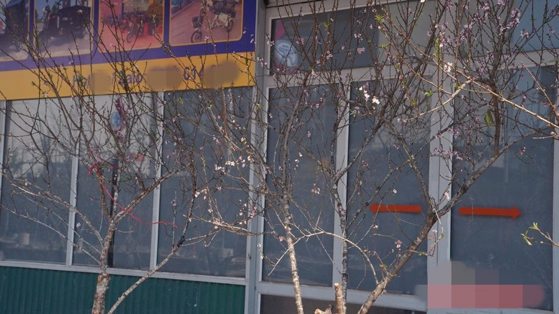 Các loại đào rừng Tây Bắc chủ yếu là cành lớn, cắm sẵn bình, giá dao động từ 1,5 - 2,5 triệu đồng/cành, tùy dáng thế và mật độ nụ. Ảnh: Báo Công Thương