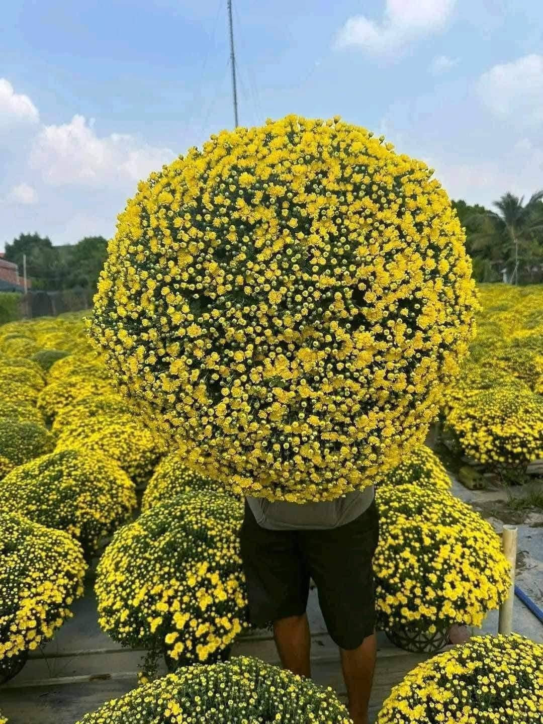 Theo khảo sát, cúc mâm xôi có giá dao động từ 70.000 - 100.000 đồng/chậu, tùy loại, thậm chí có nơi rao bán chỉ 50.000 đồng/chậu. Ảnh: Facebook