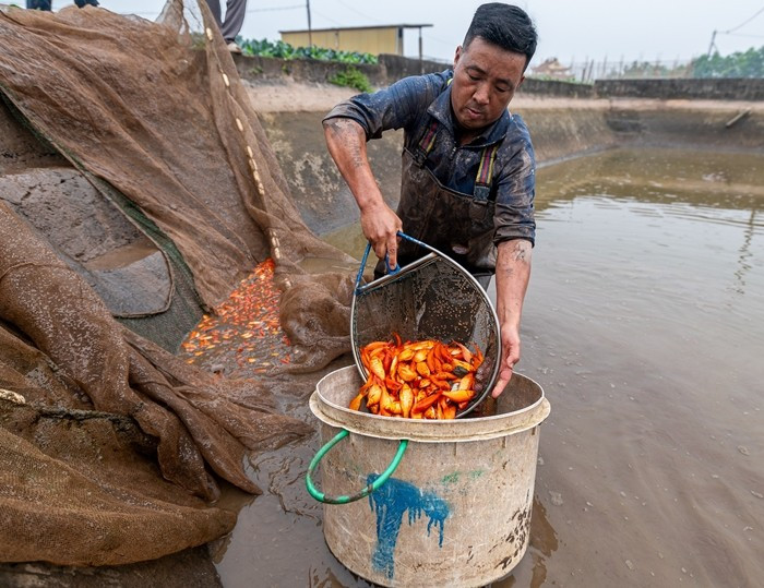 Tương tự, làng cá chép đỏ Thủy Trầm (xã Tiên Lương, tỉnh Phú Thọ) cũng đang nhộn nhịp đánh bắt cá từ ao lên bể chuẩn bị cung cấp cho thị trường dịp Tết ông Công, ông Táo. Ảnh: Vietnamnet