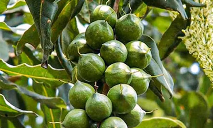 Trên thị trường quốc tế, mắc ca luôn nằm trong nhóm những loại hạt có giá cao bậc nhất do sản lượng hạn chế, thời gian thu hoạch dài và yêu cầu kỹ thuật chăm sóc phức tạp. Ảnh: Internet