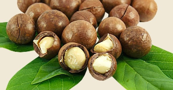 Hạt mắc ca từ lâu được mệnh danh là “hoàng hậu của các loại hạt” nhờ giá trị dinh dưỡng cao và hương vị béo ngậy đặc trưng. Ảnh: Internet