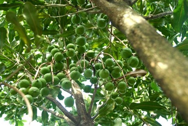 Dù mở rộng diện tích trồng, sản lượng mắc ca toàn cầu vẫn còn khiêm tốn do cây mất 5–7 năm mới cho thu hoạch ổn định. Ảnh: Atco