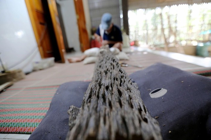 Theo chủ cơ sở trầm hương Hoàng Lan, cây dó trầm được mua cách đây hơn 2 tháng. Khi xẻ thân, thương lái địa phương phát hiện có nhiều trầm tốc bông và đơn vị đã trực tiếp đến xem xét, thu mua. Ảnh: Tiền phong