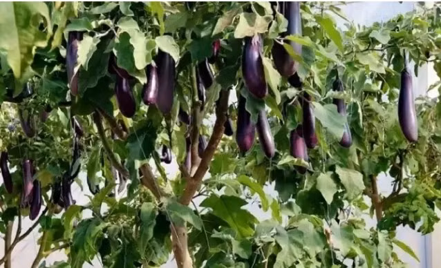 Nhiều người còn tìm đến tận nơi để chụp ảnh, học kinh nghiệm, biến khu vườn của người đàn ông này thành điểm chụp ảnh nổi tiếng. Ảnh: Sohu