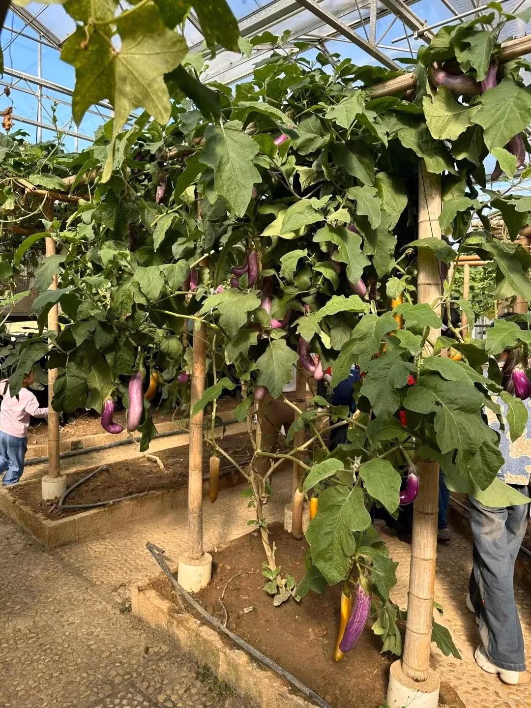 Mỗi cây cho tới 100kg mỗi năm, gia đình anh ăn không xuể, đem tặng cho bạn bè và bà con khắp xóm. Ảnh: Sohu