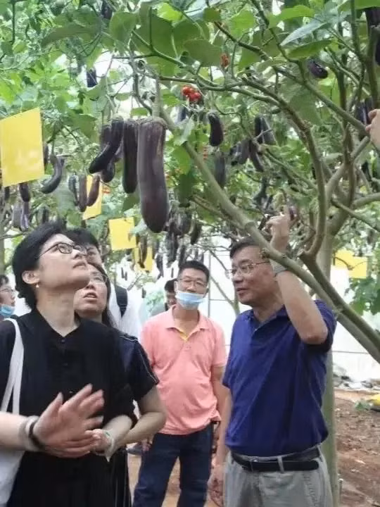 Nhờ bộ rễ khỏe và khả năng kháng sâu bệnh tốt, cây cà tím khổng lồ gần như không cần phun thuốc thường xuyên như trước đây. Ảnh: Sohu