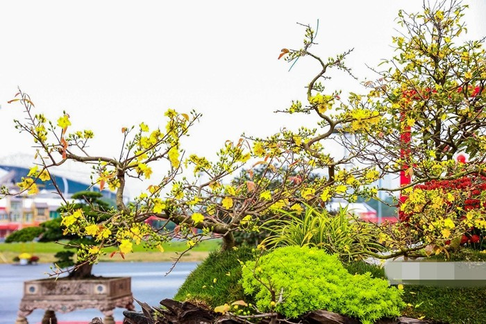Những cành mai uốn lượn mềm mại, có dáng như rồng bay. Ảnh: Người đưa tin