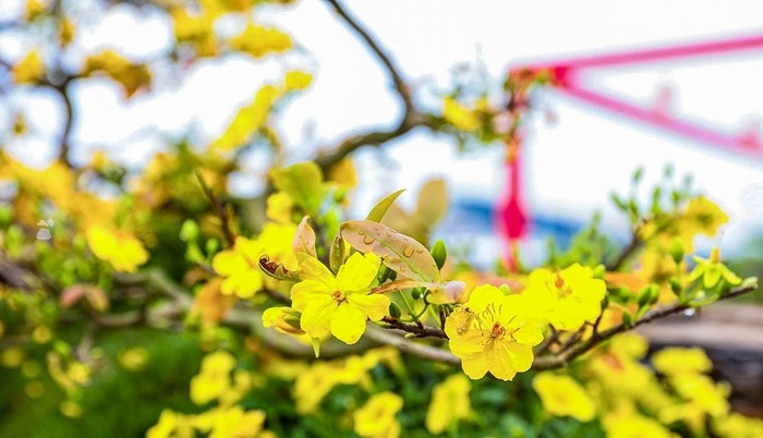 Hoa mai nở đều, hương thơm nhẹ, không gắt, mang lại cảm giác thanh khiết. Ảnh: Người đưa tin