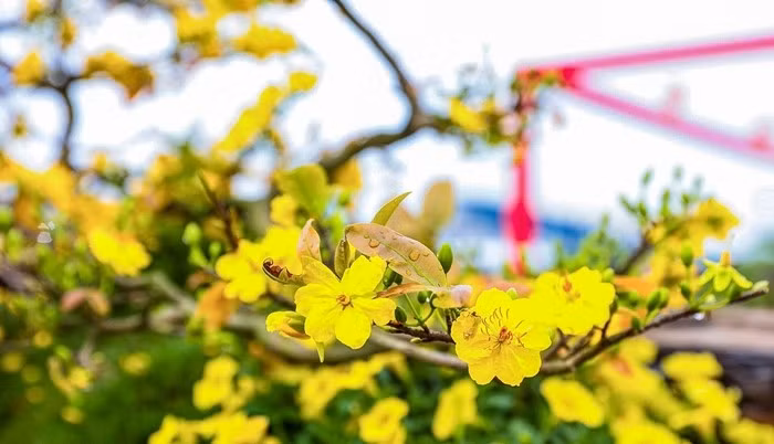 Hoa mai nở đều, hương thơm nhẹ, không gắt, mang lại cảm giác thanh khiết. Ảnh: Người đưa tin