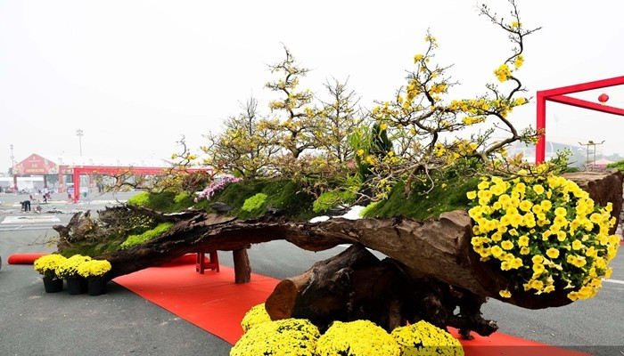 Theo tiết lộ từ chủ nhân, 19 gốc mai được tuyển chọn khắt khe từ thủ phủ mai vàng Bình Định, sau đó đưa vào miền Nam chăm sóc và tạo dáng. Ảnh: Dân Việt