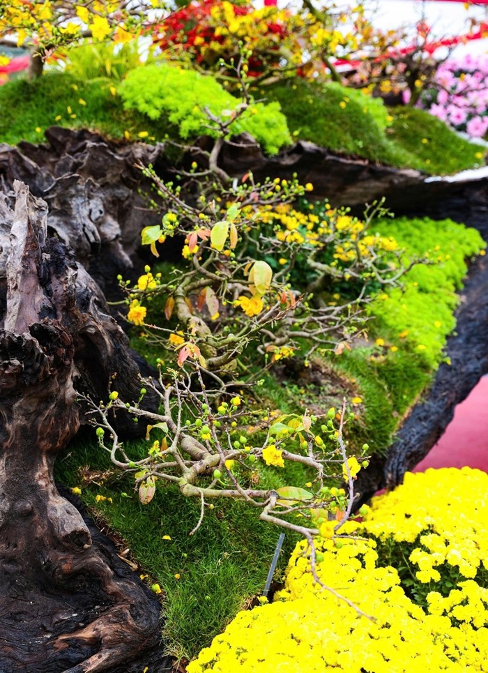 Mỗi cây mai trong tác phẩm "Vạn lộc nghinh xuân" có tuổi đời từ 5 đến 10 năm. Ảnh: Tiền phong