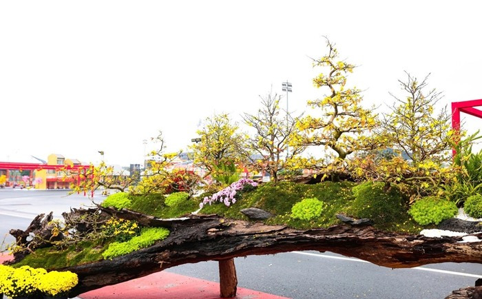 Tại chợ hoa Tết 2026 khu vực Mỹ Đình, tác phẩm "Vạn lộc nghinh xuân" thu hút sự quan tâm đặc biệt của giới chơi cây nhờ vẻ đẹp khác biệt, hiếm thấy. Ảnh: Tiền phong