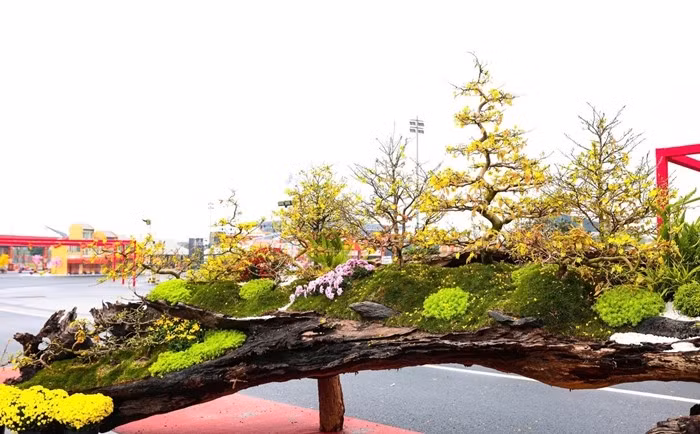 Tại chợ hoa Tết 2026 khu vực Mỹ Đình, tác phẩm "Vạn lộc nghinh xuân" thu hút sự quan tâm đặc biệt của giới chơi cây nhờ vẻ đẹp khác biệt, hiếm thấy. Ảnh: Tiền phong