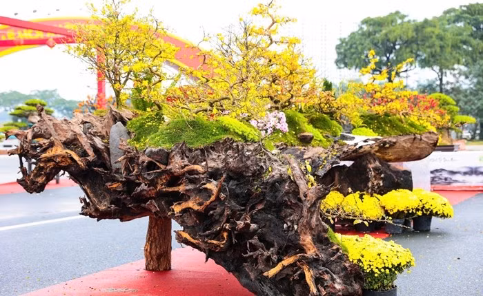 Từ gốc, thân đến cành, bề mặt gỗ đều phủ lớp rêu phong tạo vẻ trầm mặc, cổ kính. Ảnh: Tiền phong