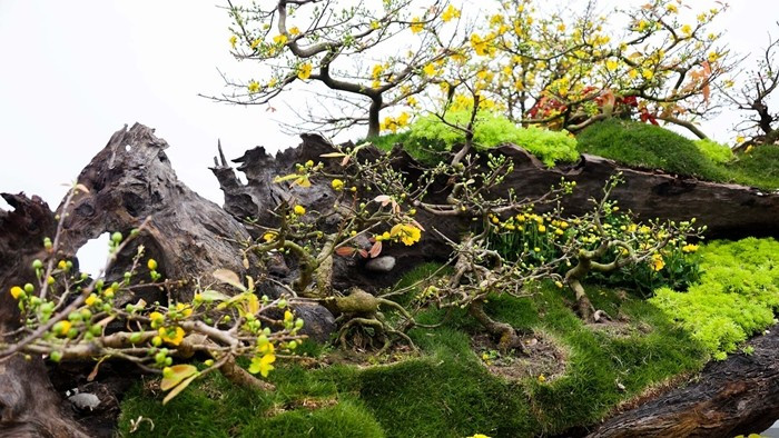 Từng nụ hoa bắt đầu bung nở với sắc vàng tươi nổi bật trên nền gỗ sẫm màu. Ảnh: Dân Việt