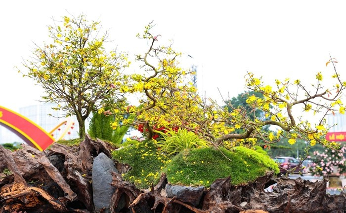 Phần lõi gỗ đóng vai trò như bệ đỡ chứa đất và phân hữu cơ, giúp cây sinh trưởng tốt. Ảnh: Tiền phong