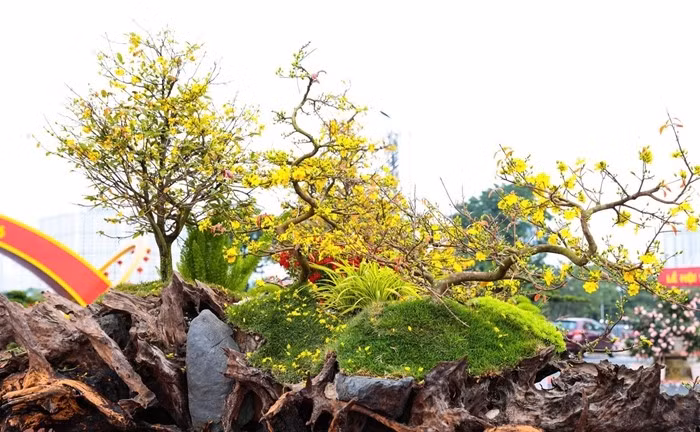 Phần lõi gỗ đóng vai trò như bệ đỡ chứa đất và phân hữu cơ, giúp cây sinh trưởng tốt. Ảnh: Tiền phong