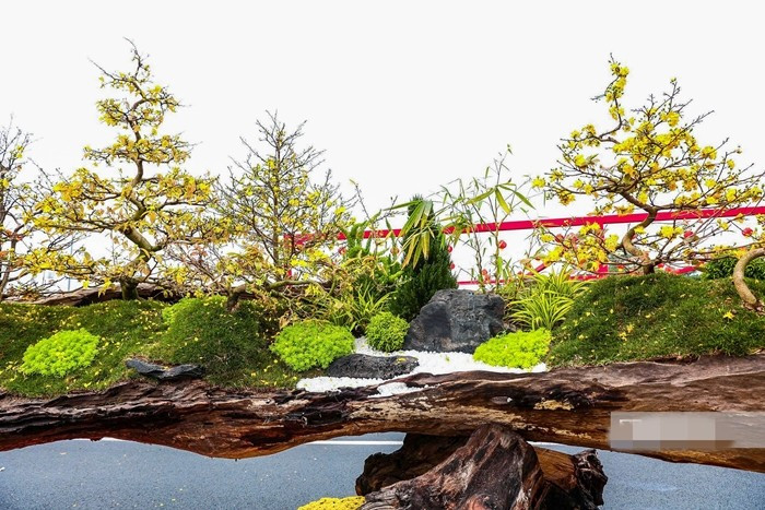 Không trồng trong chậu truyền thống, các cây mai được “neo” vào thân gỗ sao đen đã được xử lý kỹ. Ảnh: Người đưa tin