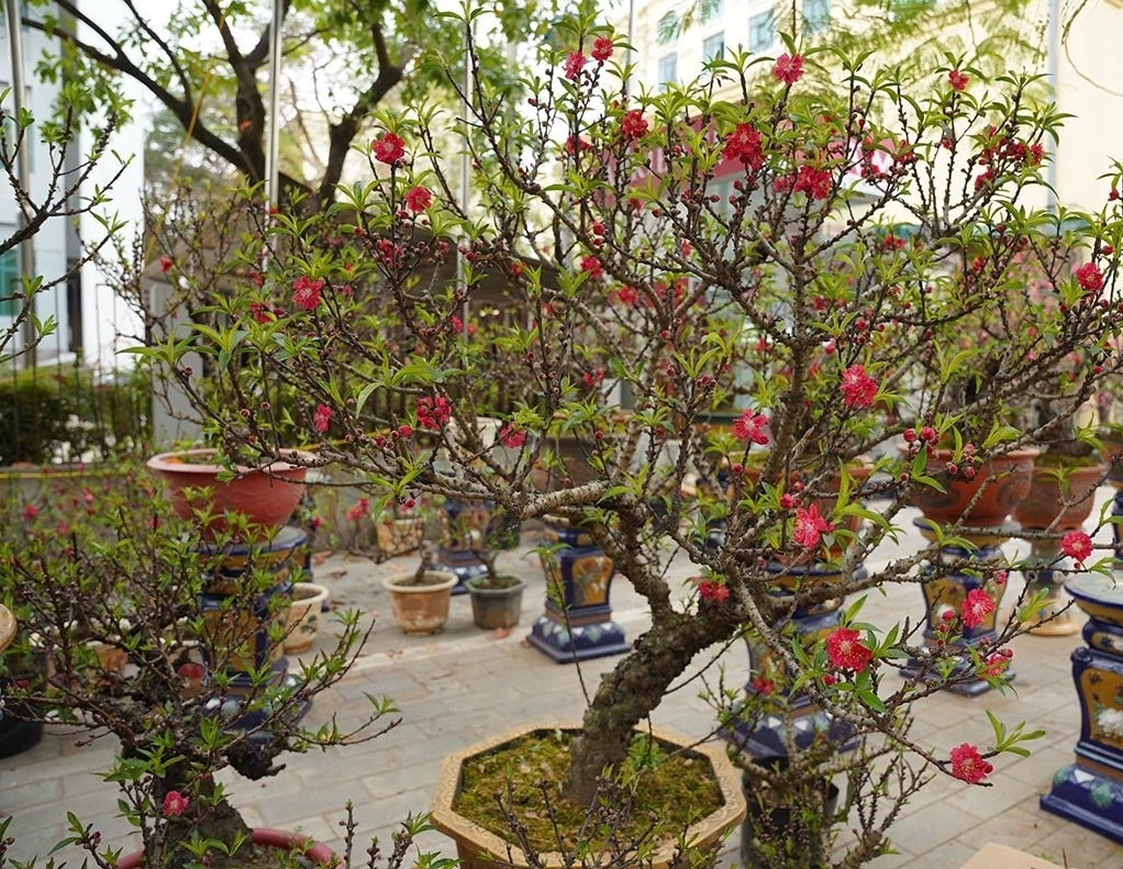 Cận Tết Bính Ngọ 2026, dọc các tuyến phố Lạc Long Quân, Lê Văn Lương hay khu vực Mỹ Đình, hoa và cây cảnh được bày bán ngập tràn với mức giá đa dạng, từ vài triệu đến hàng trăm triệu đồng. Ảnh: Vietnamnet