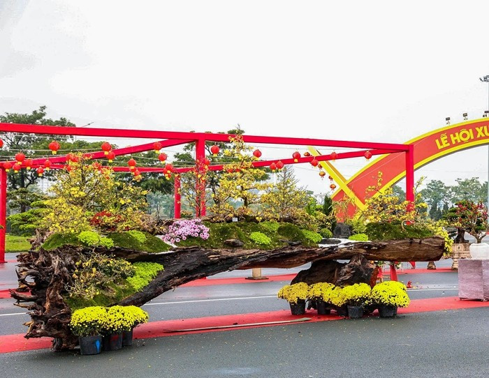 Đây là tổ hợp gồm 19 cây mai vàng trồng khéo léo trên thân gỗ sao đen dài hơn 4m, tạo hình như con thuyền độc mộc chở sắc xuân. Ảnh: Người đưa tin