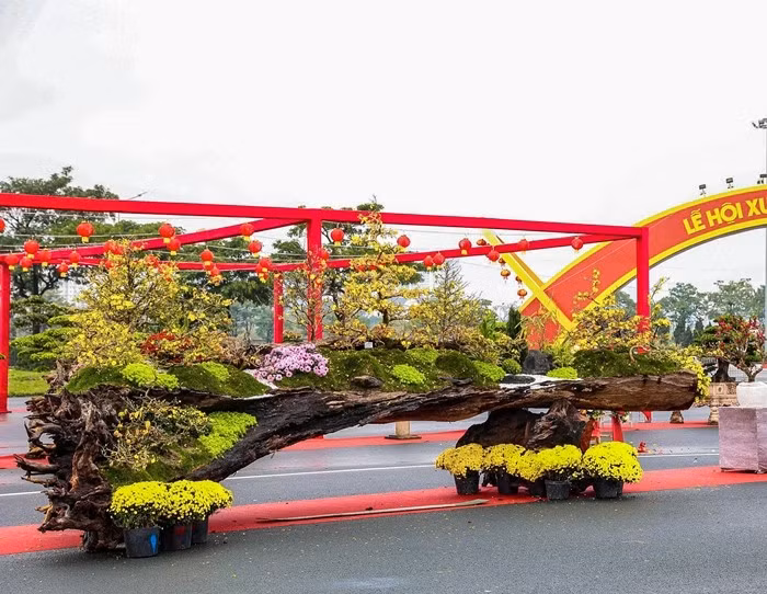 Đây là tổ hợp gồm 19 cây mai vàng trồng khéo léo trên thân gỗ sao đen dài hơn 4m, tạo hình như con thuyền độc mộc chở sắc xuân. Ảnh: Người đưa tin