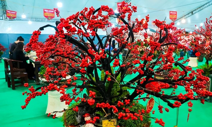 Sắc đỏ rực rỡ của đào đông đỏ mang đến cảm giác ấm áp, sung túc và may mắn cho không gian ngày Tết. Ảnh: Kinhtedothi