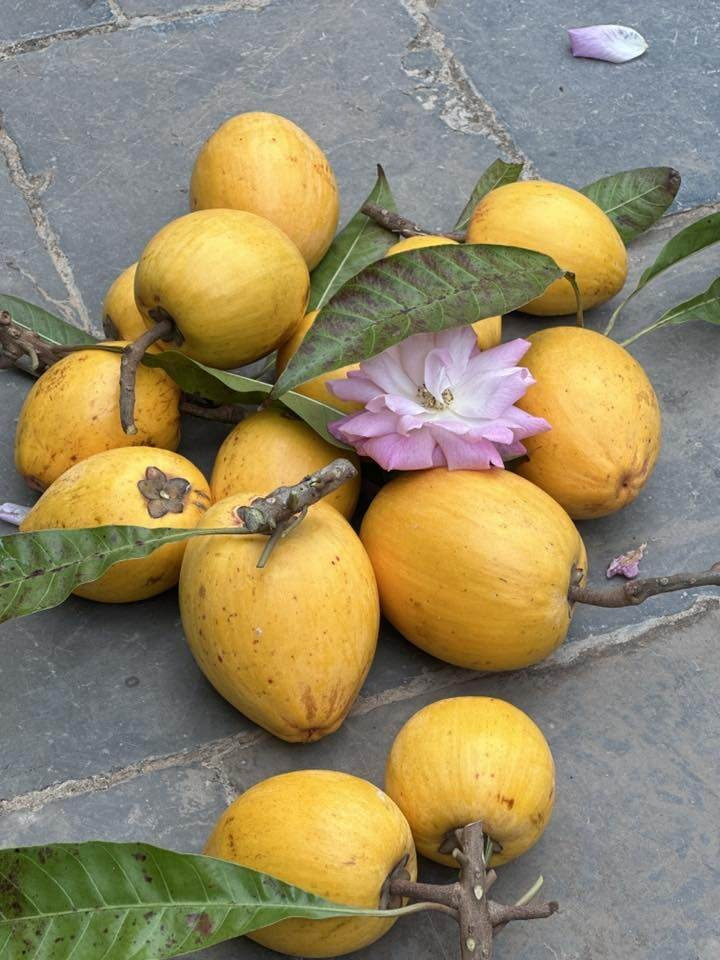 Dưới bài đăng, nam ca sĩ không tiếc lời khen ngợi hương vị đặc trưng của trái lêkima: vàng, thơm, béo, ngậy. Ảnh: FBNV