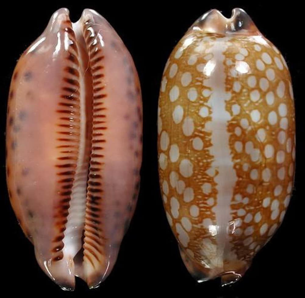 Ốc bướm (còn có tên gọi khác ốc trinh nữ) sống ở tầng hạ triều, độ sâu khoảng 2–3 mét, ẩn mình trong các rạn san hô, ven biển miền Trung. Ảnh: Cảng Hải Sản