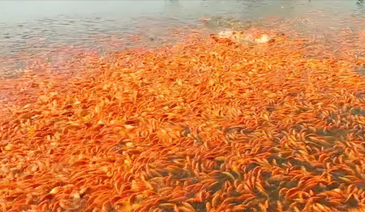 Những ngày gần Tết ông Công ông Táo, ấp Sông Mây (xã Bình Minh, tỉnh Đồng Nai) bước vào cao điểm mùa cá chép đỏ. Ảnh: Người đưa tin