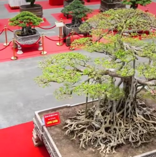 Cây sanh cao khoảng 3 mét, chu vi rễ khoảng 2,5 mét, đặt trong một chậu lớn. Ảnh: Bonsai Art Việt Nam