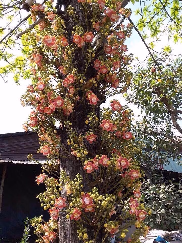 Cây ngọc kỳ lân có thân mập, gai nổi rõ tạo cảm giác bảo vệ và canh giữ. Nhà giàu chuộng ngọc kỳ lân vì cây mang hình ảnh của sự phòng thủ, không cho năng lượng xấu xâm nhập. Ảnh: Cayxanhhadong