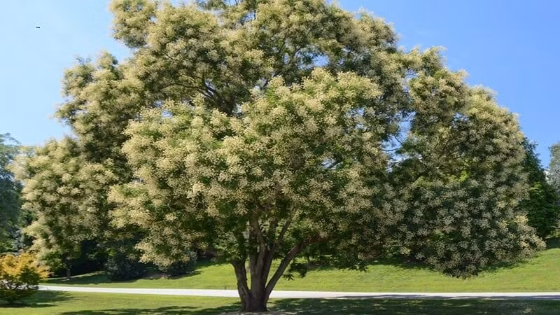 Theo quan niệm xưa, trồng cây hòe trước cửa sẽ giúp gia chủ có con đường công danh rạng rỡ. Ảnh: Vườn Ngọc Tân