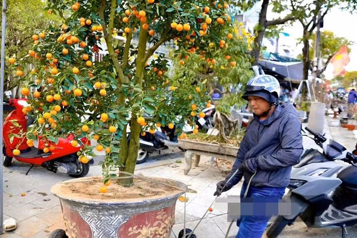 Có ngày từ sáng sớm đến tối muộn, các xe chở cây ra vào chợ hoa liên tục, không kịp nghỉ tay. Ảnh: Dân Việt