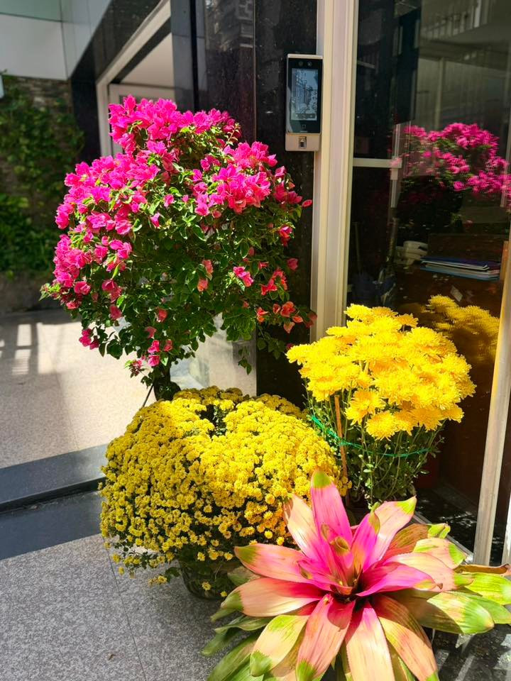 Ngày Tết, các loại hoa đua nhau khoe sắc. Ảnh: FB Hoàng Thị Mỹ Lệ