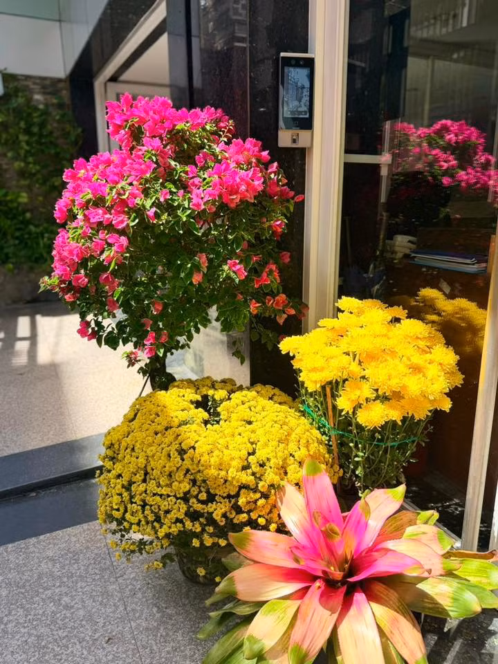 Ngày Tết, các loại hoa đua nhau khoe sắc. Ảnh: FB Hoàng Thị Mỹ Lệ