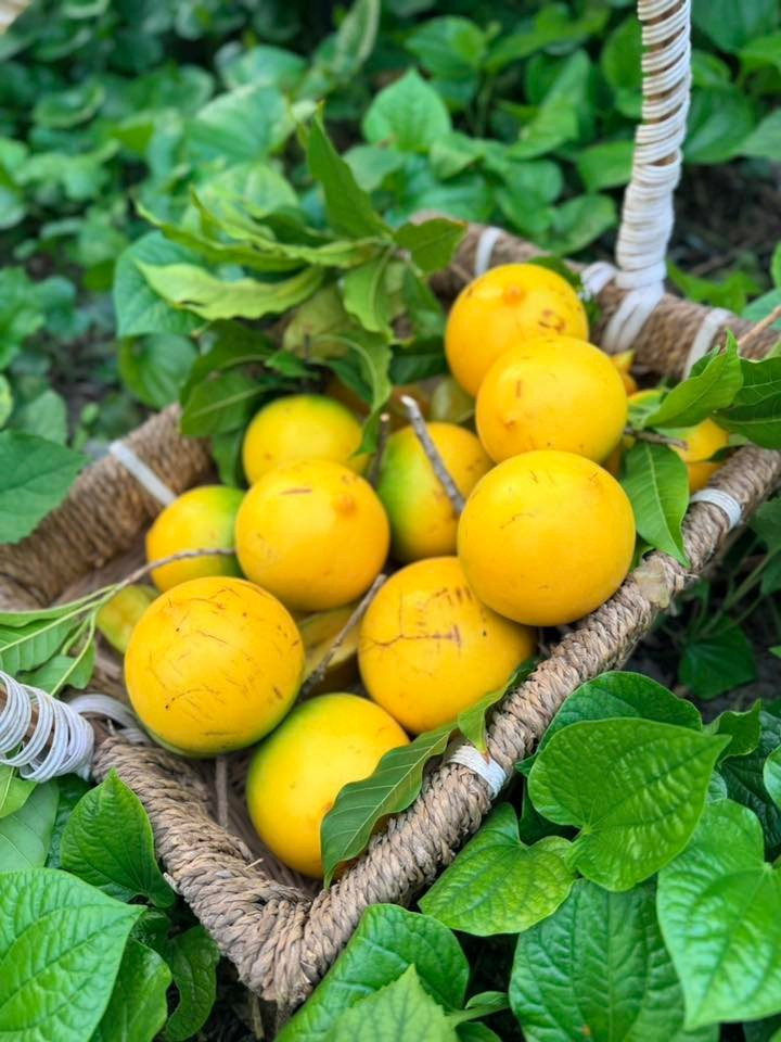 Trước Tết, nữ ca sĩ khoe vú sữa hoàng kim thu hoạch trong vườn. Ảnh: FB Hoàng Thị Mỹ Lệ