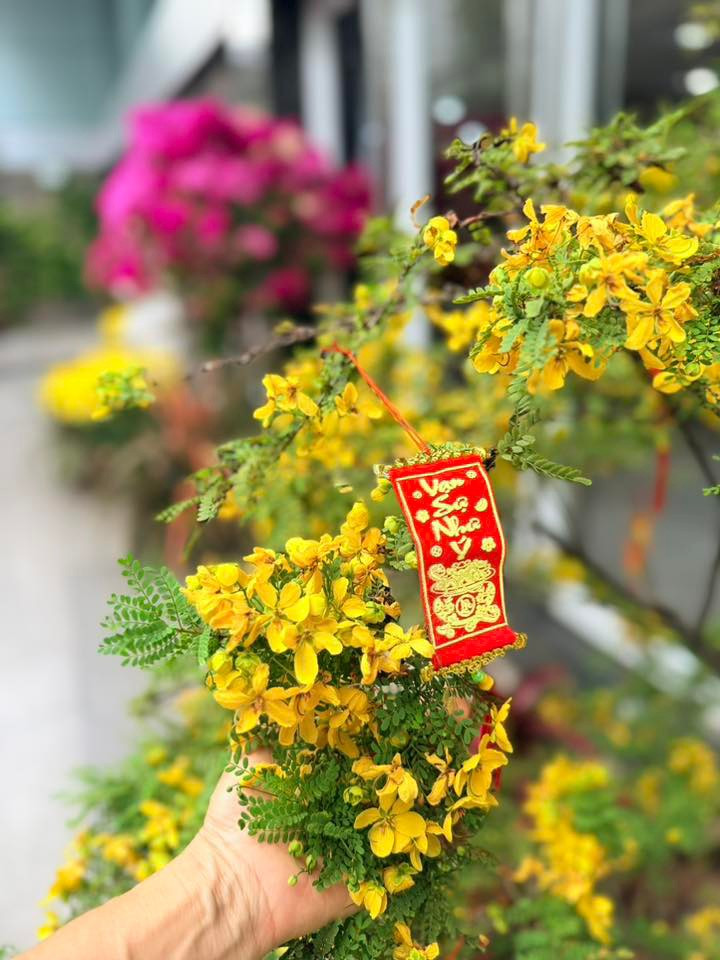 Hoa mai nở rộ một góc khuôn viên biệt thự. Ảnh: FB Hoàng Thị Mỹ Lệ