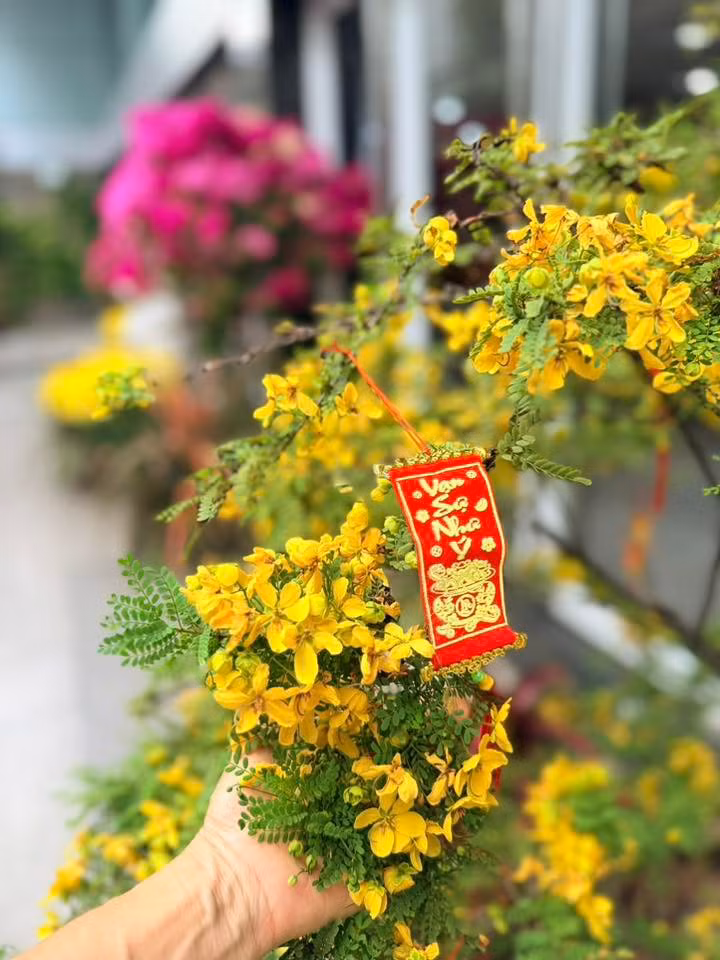 Hoa mai nở rộ một góc khuôn viên biệt thự. Ảnh: FB Hoàng Thị Mỹ Lệ