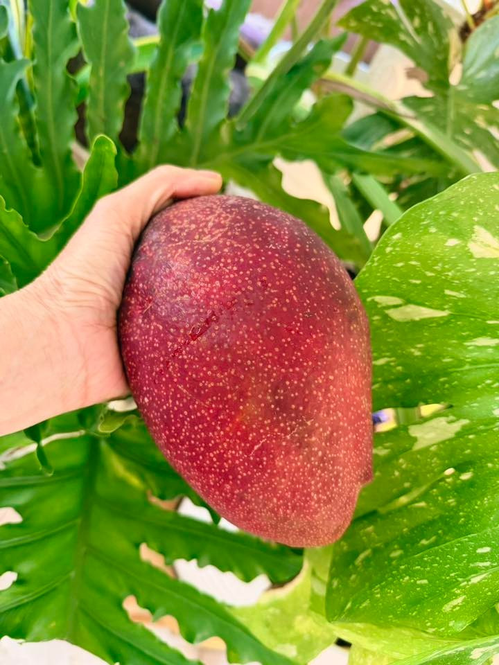 Mỹ Lệ được khen mát tay, trồng hoa hay cây ăn trái đều tươi tốt. Ảnh: FB Hoàng Thị Mỹ Lệ