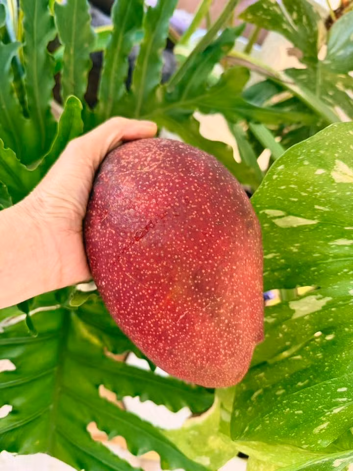 Mỹ Lệ được khen mát tay, trồng hoa hay cây ăn trái đều tươi tốt. Ảnh: FB Hoàng Thị Mỹ Lệ