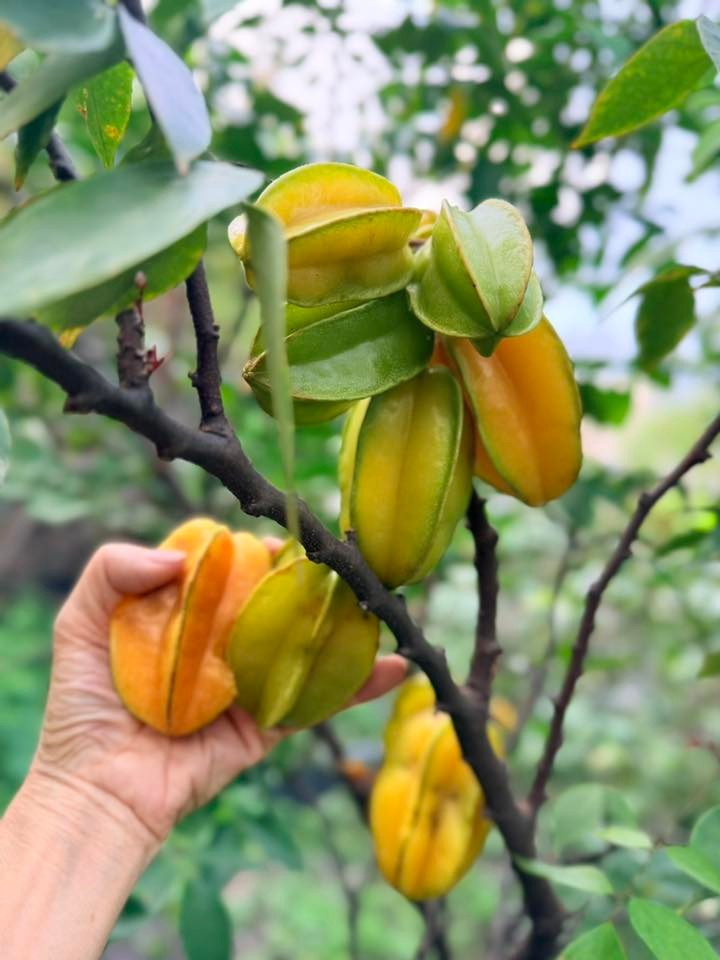 Xung quanh biệt thự của Mỹ Lệ trồng đủ loại hoa vừa để thỏa mãn đam mê trồng cây vừa làm đẹp không gian sống. Ảnh: FB Hoàng Thị Mỹ Lệ