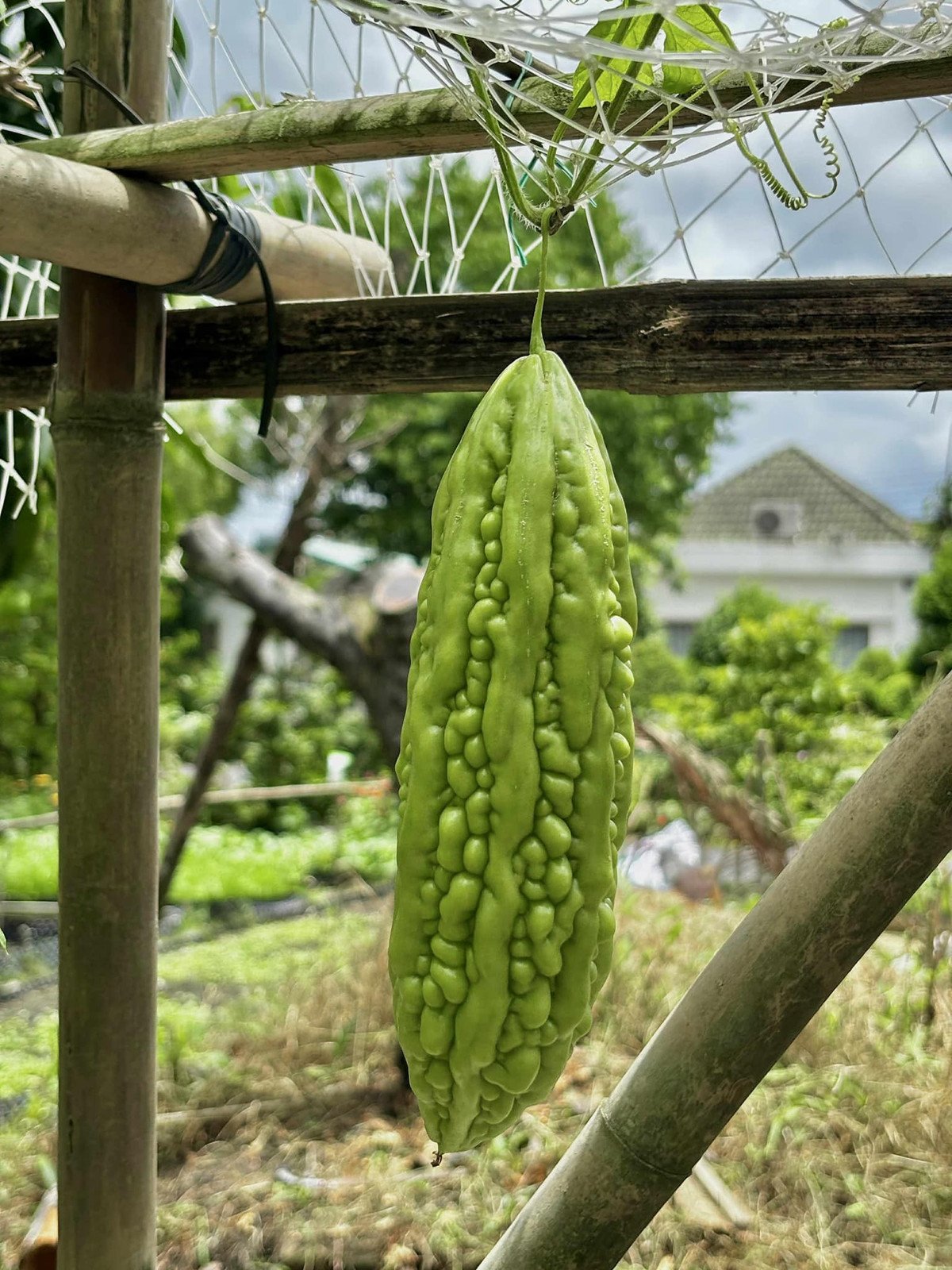 Mướp đắng cũng đã cho quả. Ảnh: FB Trần Việt Trinh