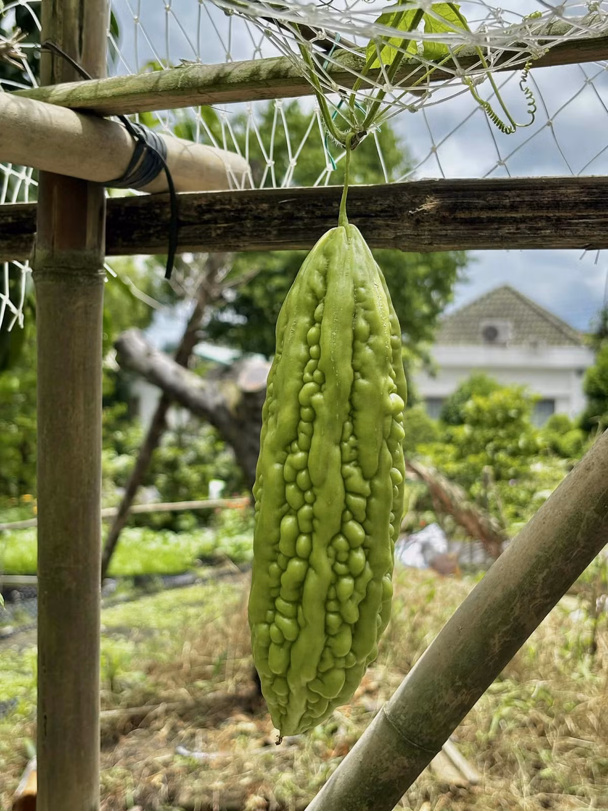 Mướp đắng cũng đã cho quả. Ảnh: FB Trần Việt Trinh