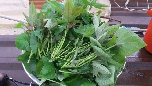 Rau khoai lang là một trong những loại rau phổ biến tại Việt Nam, thường được chế biến thành các món xào, luộc hoặc nấu canh. Ảnh: Internet