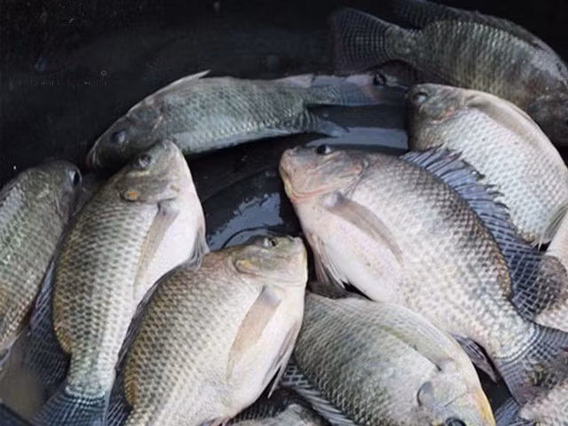 Không chỉ ngọt thơm, thịt cá rô phi còn giàu dưỡng chất tốt cho sức khỏe như vitamin, khoáng chất...Ảnh: Internet