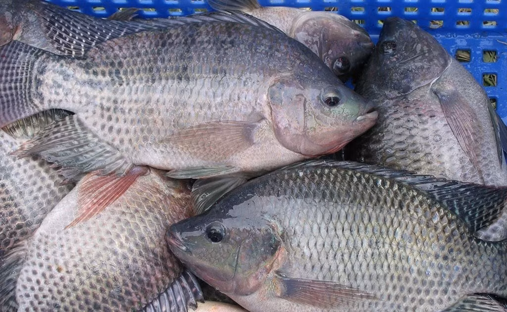 Nhiều nước trên thế giới như Mỹ, Nhật Bản, Anh, Canada, cá rô phi cũng được ưa chuộng. Ảnh: Plo