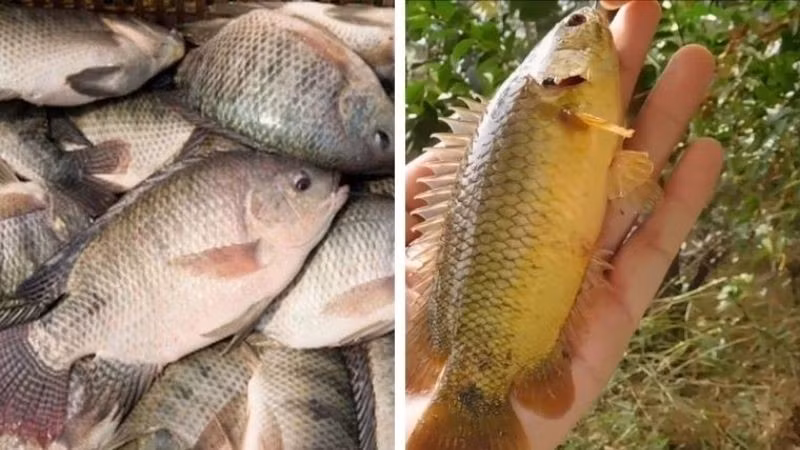 Hồi đó, cá rô phi được xem là cá "nhà nghèo", không có giá trị kinh tế, không ai đem ra bán. Ảnh: Bachhoaxanh