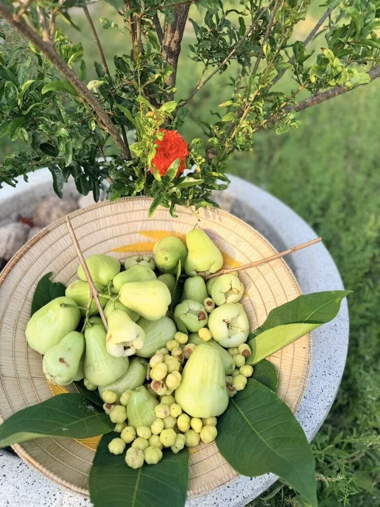 Khu vườn rộng ngập tràn ánh nắng và tiếng chim mang đến cảm giác thư thái. Ảnh: FB Hoàng Thị Mỹ Lệ