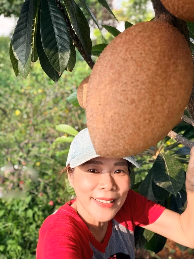 Hồng xiêm Mexico cho quả lớn tới 1,5 - 2kg. Ảnh: FB Hoàng Thị Mỹ Lệ