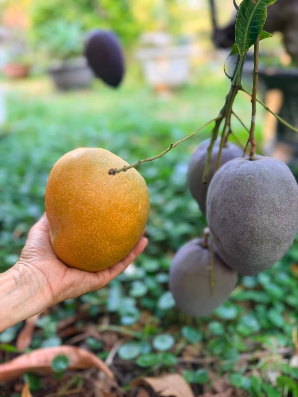 Xoài đang rộ, cho quả to và căng bóng. Ảnh: FB Hoàng Thị Mỹ Lệ